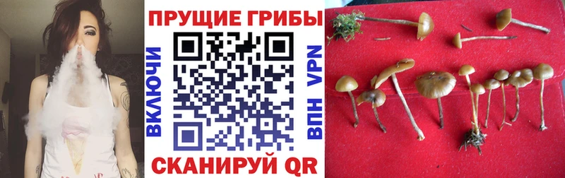 Галлюциногенные грибы мицелий  Новопавловск 